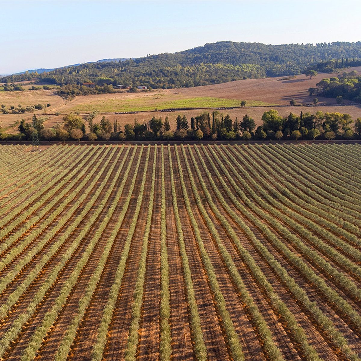 ArteOlio single estate olive grove in Maremma Tuscany Italy — over one million olive trees