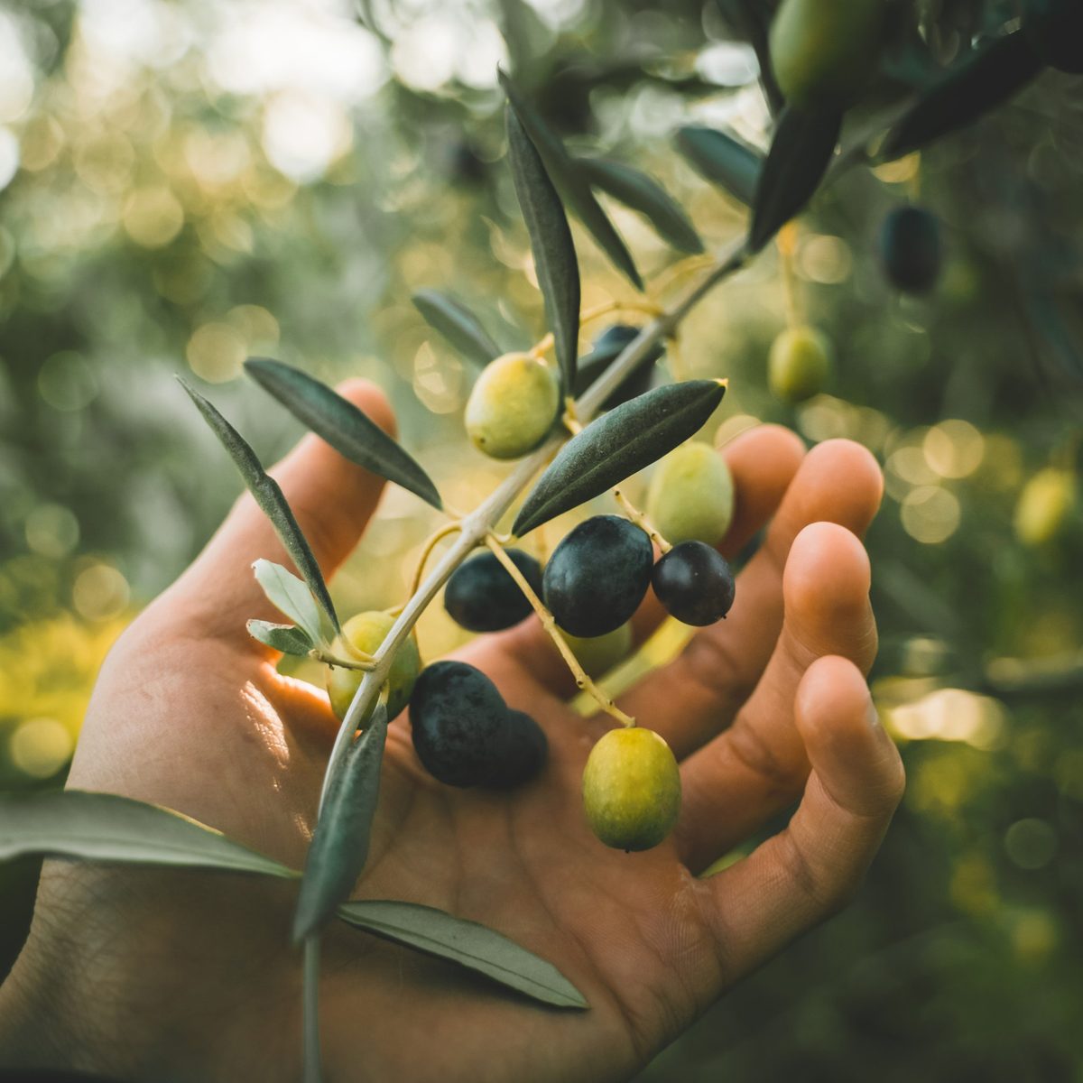 Fresh olives being hand harvested from olive tree at ArteOlio estate in Tuscany Italy